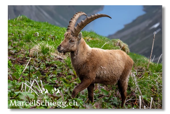 Marcel Schiegg, Marcel Schiegg Fotografie, Alpensteinbock, Steinbock, Wildtiere, Alpstein