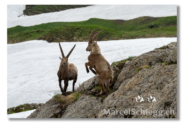 Marcel Schiegg, Marcel Schiegg Fotografie, Alpensteinbock, Steinbock, Wildtiere