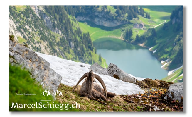 Steinbock/Alpstein Art.-Nr. MS5-2561/21