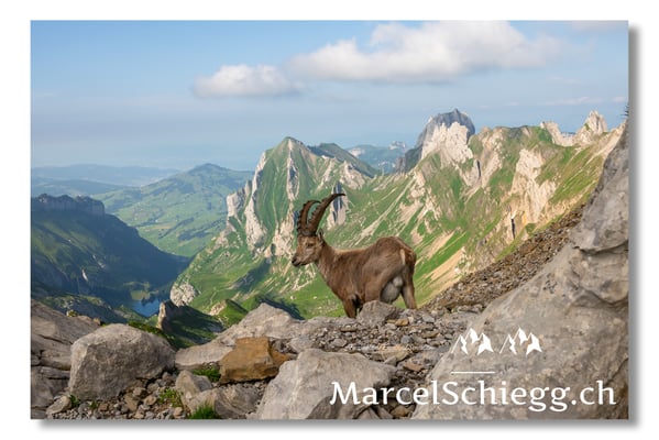 Marcel Schiegg, Marcel Schiegg Fotografie, Alpensteinbock, Steinbock, Wildtiere, Alpstein