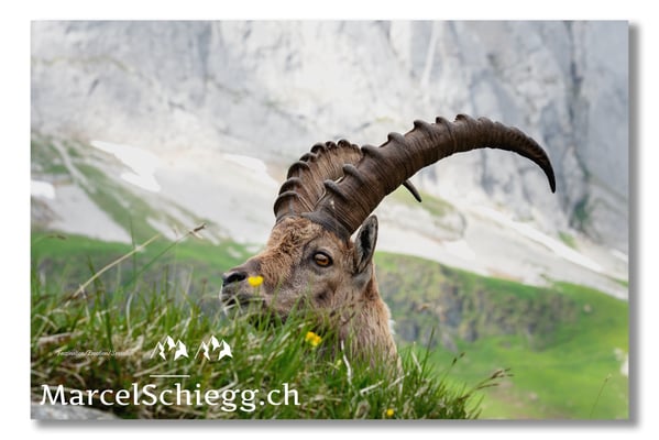 Steinbock/Alpstein Art.-Nr. MS5-4207