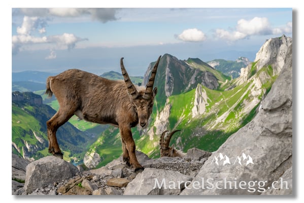 Steinbock/Alpstein Art.-Nr. MZ7-8650