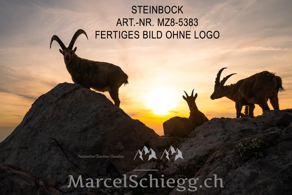 Marcel Schiegg, Alpensteinbock, Steinbock, Steinböcke bei Sonnenaufgang