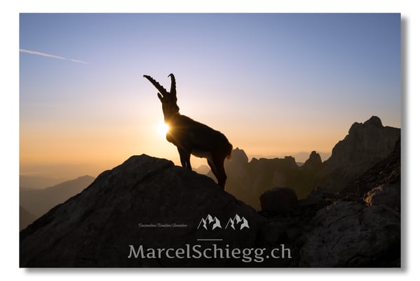 Marcel Schiegg, Marcel Schiegg Fotografie, Alpensteinbock, Steinbock, Wildtiere, Alpstein