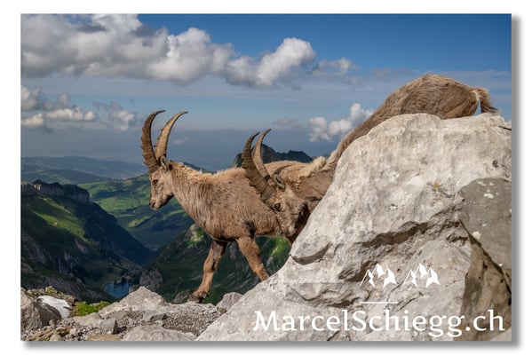 Steinbock/Alpstein Art.-Nr. MZ7-8709