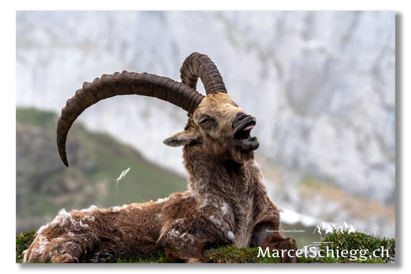 Marcel Schiegg, Marcel Schiegg Fotografie, Alpensteinbock, Steinbock, Wildtiere