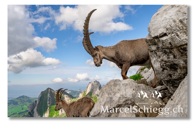 Marcel Schiegg, Marcel Schiegg Fotografie, Berggasthaus Rotsteinpass, Alpensteinbock, Steinbock, Alpstein