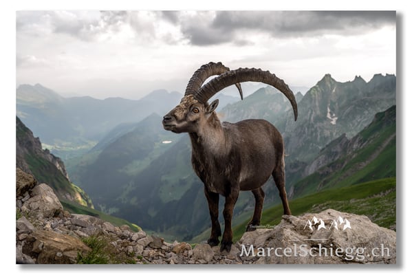 Marcel Schiegg, Marcel Schiegg Fotografie, Berggasthaus Rotsteinpass, Alpensteinbock, Steinbock, Alpstein