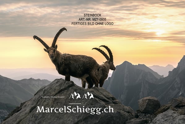 Shop Produkt-Steinbock/Alpstein Art.-Nr. MZ7-0935/19