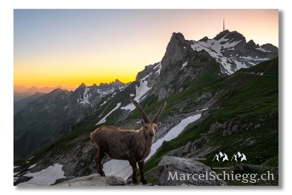 Marcel Schiegg, Marcel Schiegg Fotografie, Berggasthaus Rotsteinpass, Alpensteinbock, Steinbock, Alpstein