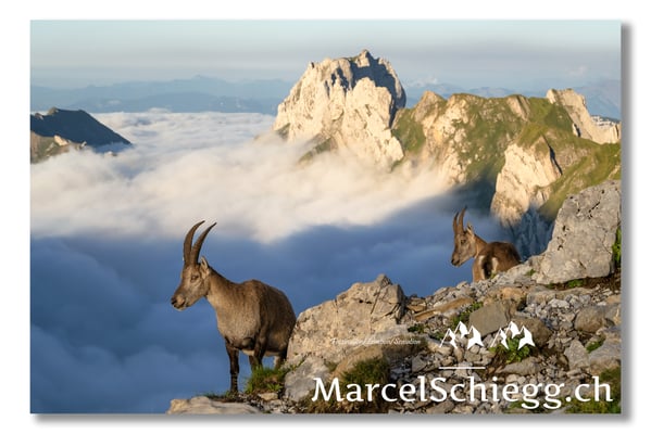 Steingeiss/Alpstein Art.-Nr. MZ7-0496/21