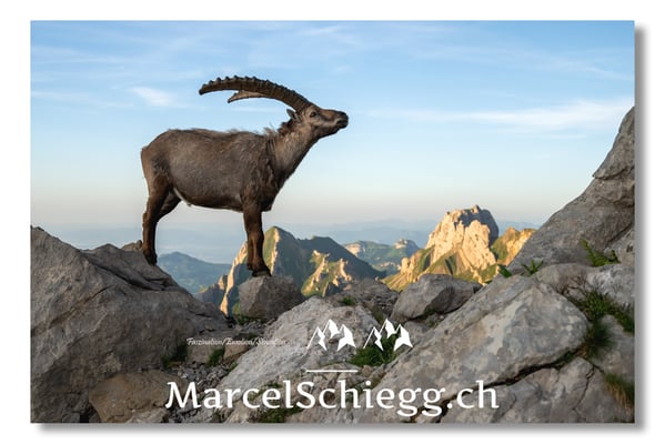Marcel Schiegg, Marcel Schiegg Fotografie, Alpensteinbock, Steinbock, Wildtiere, Alpstein