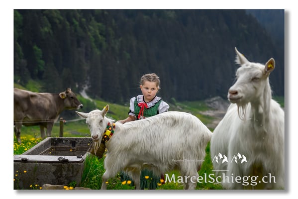 Marcel Schiegg Fotografie, Tradition, Brauchtum, Alpfahrt, Oeberefahre, Appenzell, Alpstein, Sämtis, Ziege
