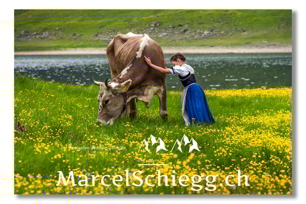 Marcel Schiegg Fotografie, Tradition, Brauchtum, Alpfahrt, Oeberefahre, Appenzell, Alpstein, Sämtis, Sämtisersee, Hornkuh
