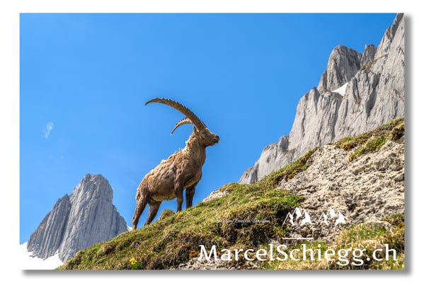 Steinbock/Alpstein Art.-Nr. MZ7-2030/22