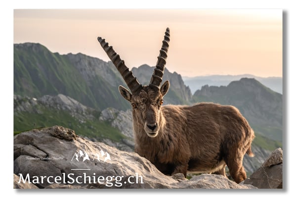 Steinbock/Alpstein Art.-Nr. MZ7-3156/22