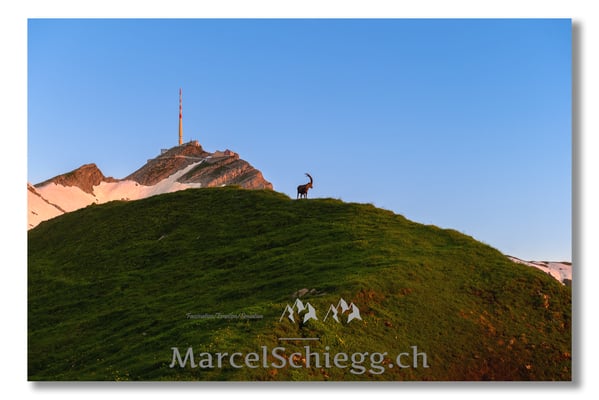 Marcel Schiegg Fotografie, Marcel Schiegg, Säntis, Alter Säntis, Alpensteinbock, Steinbock, Alpstein
