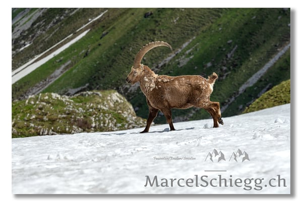 Steinbock/Alpstein Art.-Nr. MZ7-0066