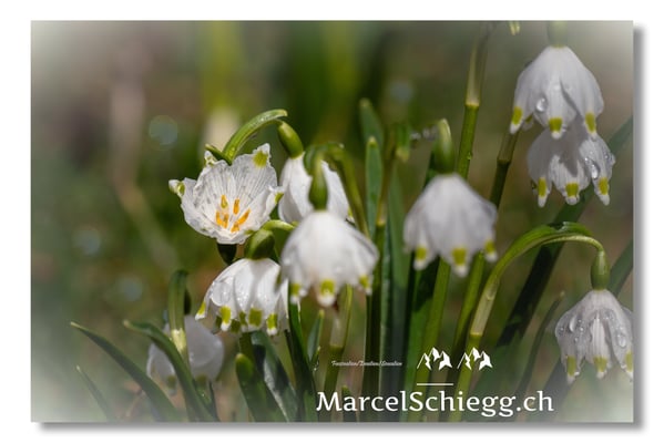 Blumen und Pflanzen Art.-Nr. MS8-0470-25-Märzenbecher (Schneeglöckchen) Leucojum Vernum