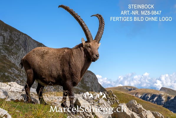 Marcel Schiegg, Alpensteinbock, Steinbock, Steinböcke