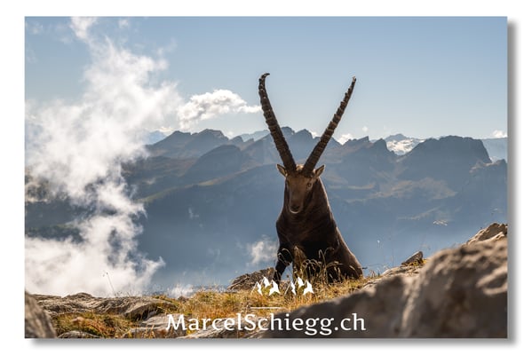 Marcel Schiegg, Marcel Schiegg Fotografie, Alpensteinbock, Steinbock, Wildtiere, Alpstein, Herbst