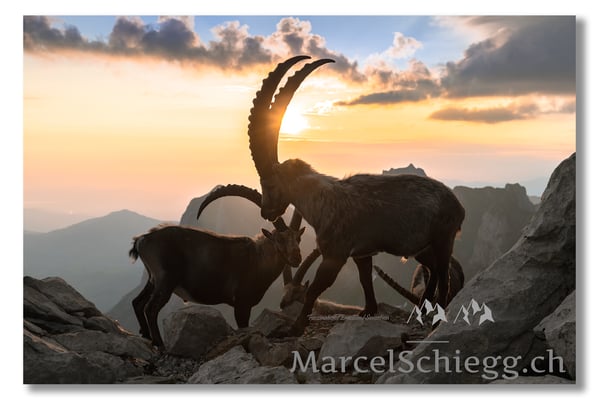 Steinbock/Alpstein Art.-Nr. MZ7-0900