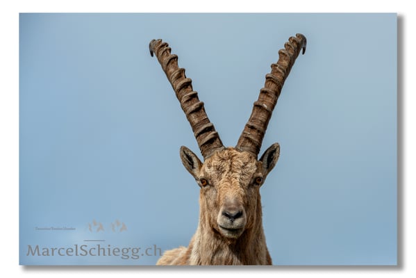 Steinbock/Alpstein Art.-Nr. MS8-1431