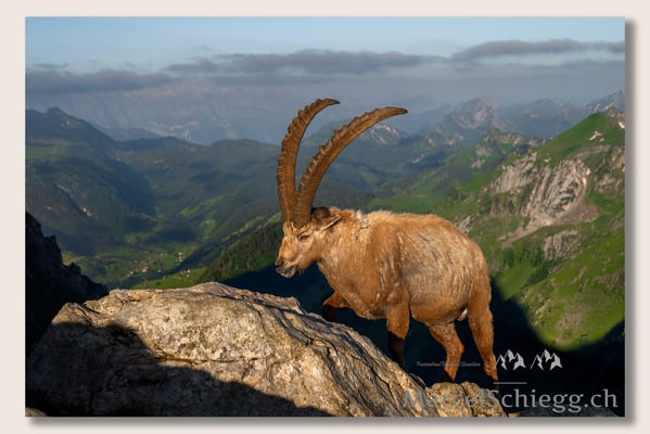 Marcel Schiegg, Marcel Schiegg Fotografie, Berggasthaus Rotsteinpass, Alpensteinbock, Steinbock, Alpstein