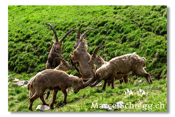 Steinbock/Alpstein Art.-Nr. MZ8-4260/25