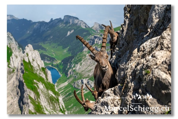 Marcel Schiegg, Marcel Schiegg Fotografie, Alpensteinbock, Steinbock, Wildtiere