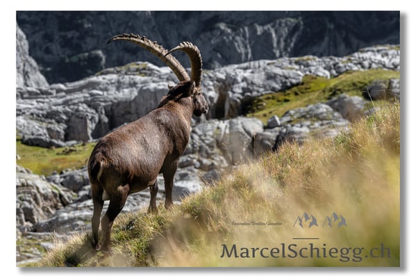 Steinbock/Alpstein Art.-Nr. MZ7-8053