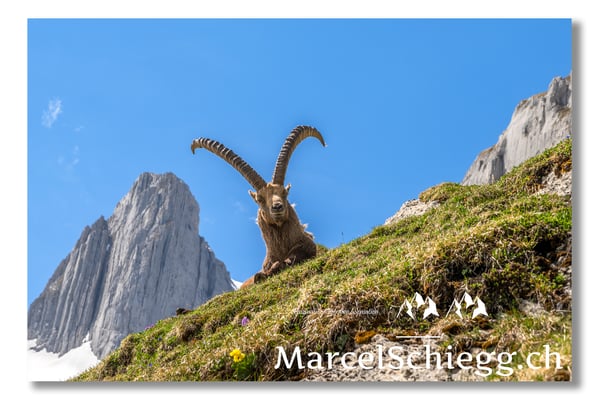 Marcel Schiegg, Marcel Schiegg Fotografie, Alpensteinbock, Steinbock, Wildtiere