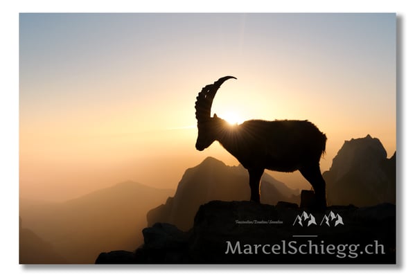 Steinbock/Alpstein Art.-Nr. MS8-1543