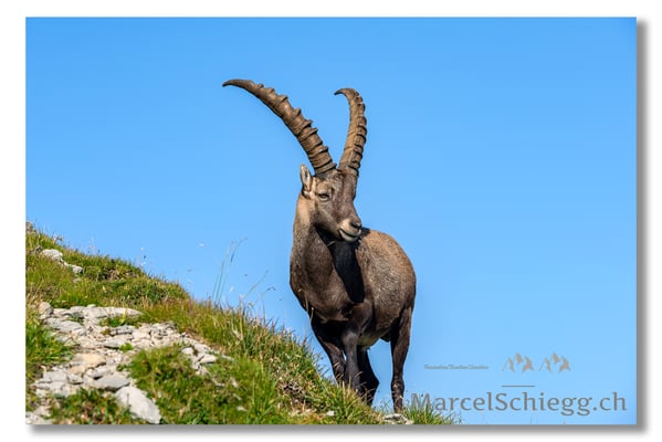 Marcel Schiegg, Marcel Schiegg Fotografie, Alpensteinbock, Steinbock, Wildtiere