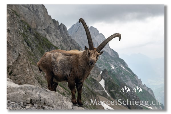 Marcel Schiegg, Marcel Schiegg Fotografie, Alpensteinbock, Steinbock, Wildtiere