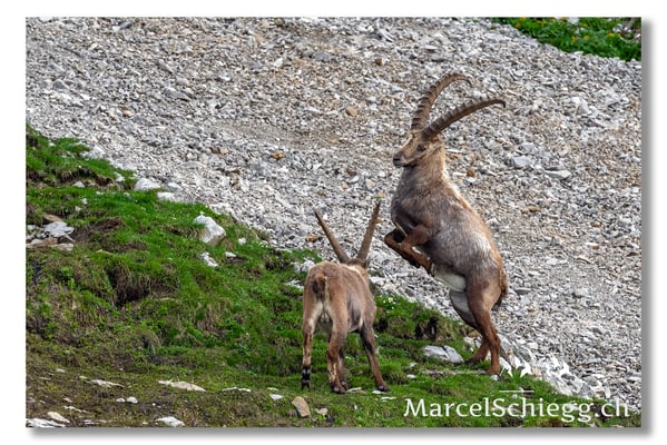 Steinbock/Alpstein Art.-Nr. MS5-9010