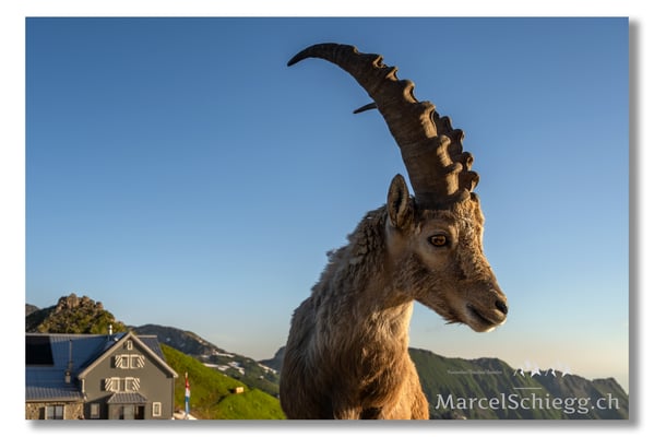 Marcel Schiegg, Marcel Schiegg Fotografie, Berggasthaus Rotsteinpass, Alpensteinbock, Steinbock, Alpstein