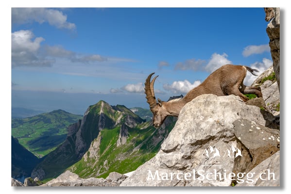 Marcel Schiegg, Marcel Schiegg Fotografie, Berggasthaus Rotsteinpass, Alpensteinbock, Steinbock, Alpstein