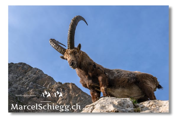 Marcel Schiegg, Marcel Schiegg Fotografie, Alpensteinbock, Steinbock, Wildtiere, Alpstein