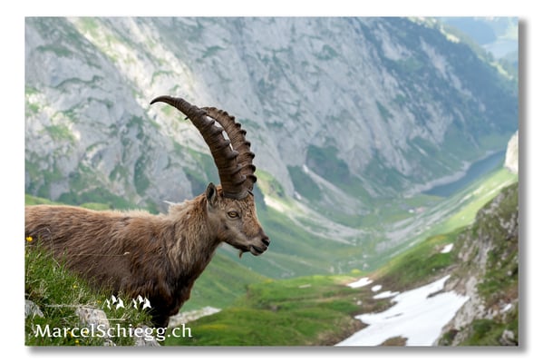 Steinbock/Alpstein Art.-Nr. MS5-4211