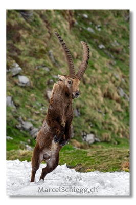 Steinbock/Alpstein Art.-Nr. MZ8-2556/25
