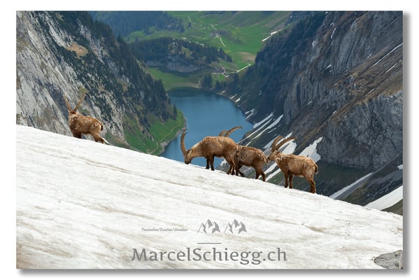Steinbock/Alpstein Art.-Nr. MS5-0301