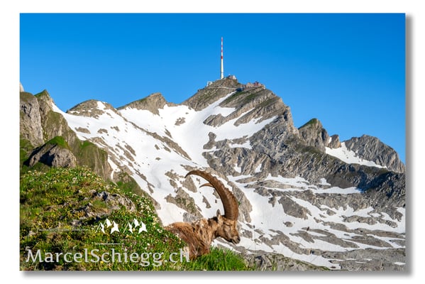 Marcel Schiegg Fotografie, Marcel Schiegg, Säntis, Alter Säntis, Alpensteinbock, Steinbock, Alpstein