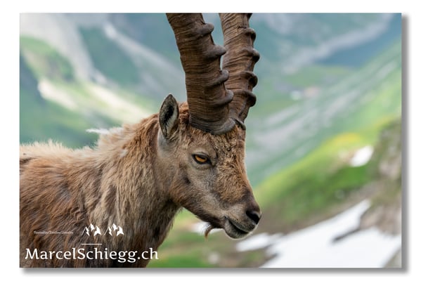 Steinbock/Alpstein Art.-Nr. MS5-4215