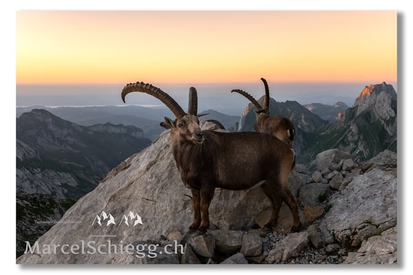 Marcel Schiegg, Marcel Schiegg Fotografie, Alpensteinbock, Steinbock, Wildtiere