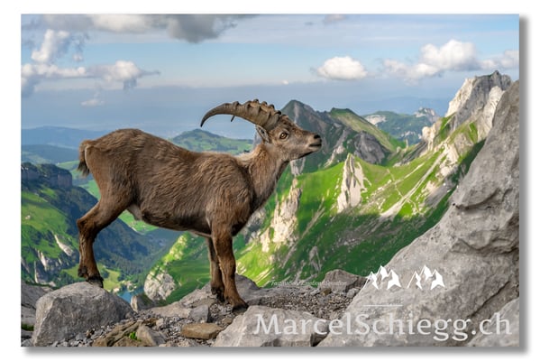 Steinbock/Alpstein Art.-Nr. MZ7-8654