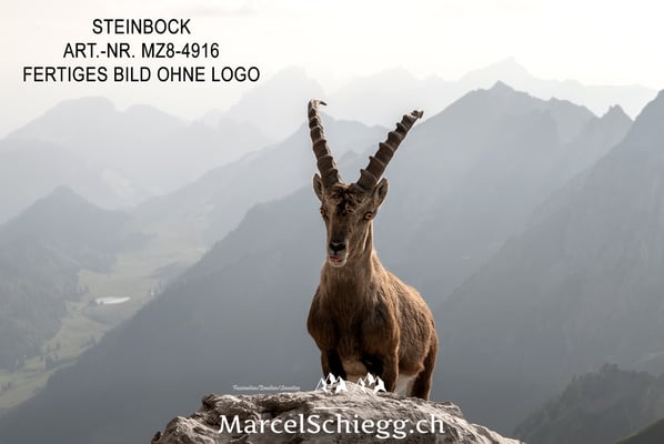 Marcel Schiegg, Alpensteinbock, Steinbock, Steinböcke