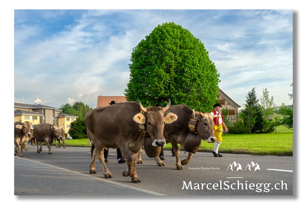 Marcel Schiegg Fotografie, Tradition, Brauchtum, Alpfahrt, Oeberefahre, Appenzell, Appenzellerland