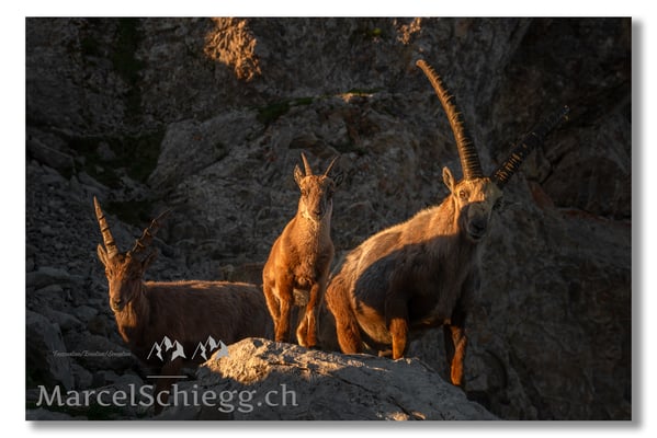 Steinbock/Alpstein Art.-Nr. MS5-8746