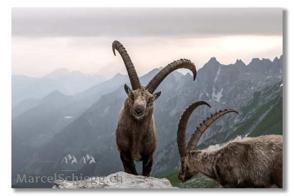 Steinbock/Alpstein Art.-Nr. MZ7-7165